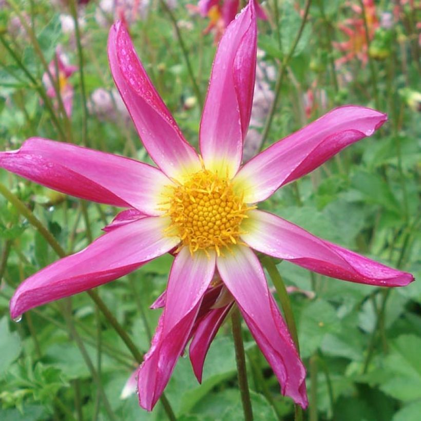 Dahlia Honka Pink  (Floraison)