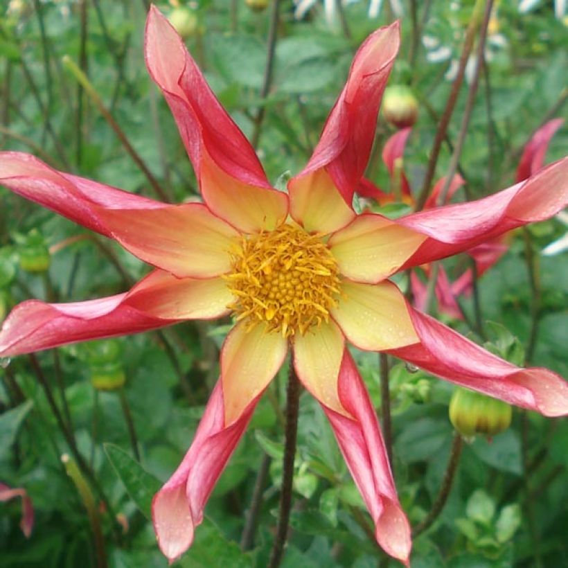 Dahlia Honka Surprise (Floraison)