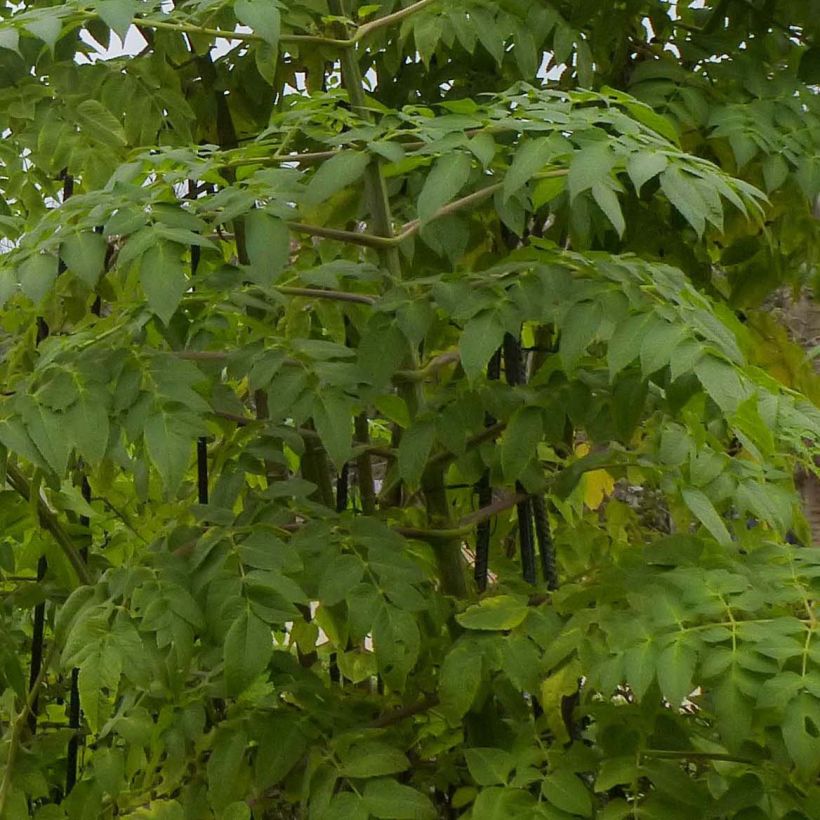 Dahlia imperialis - Dahlia impérial (Feuillage)