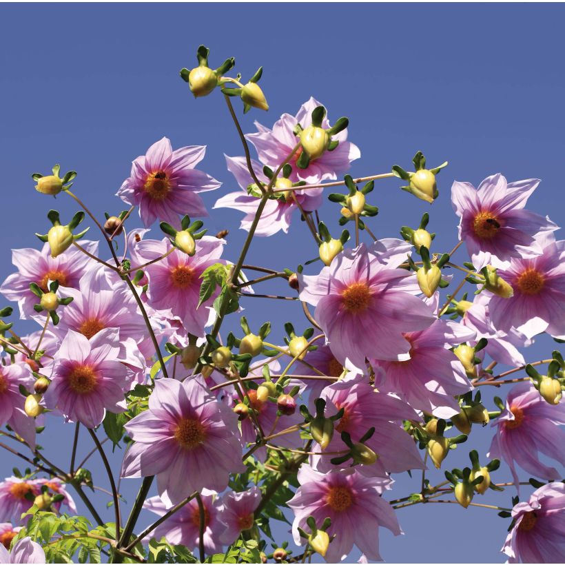 Dahlia imperialis - Dahlia impérial (Floraison)