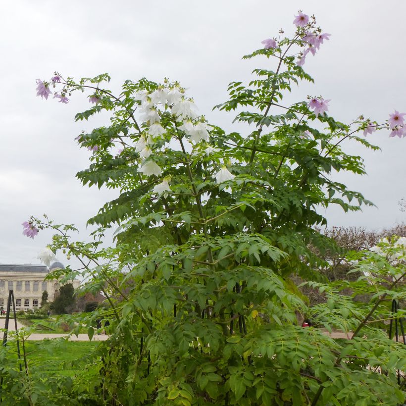 Dahlia imperialis - Dahlia impérial (Port)