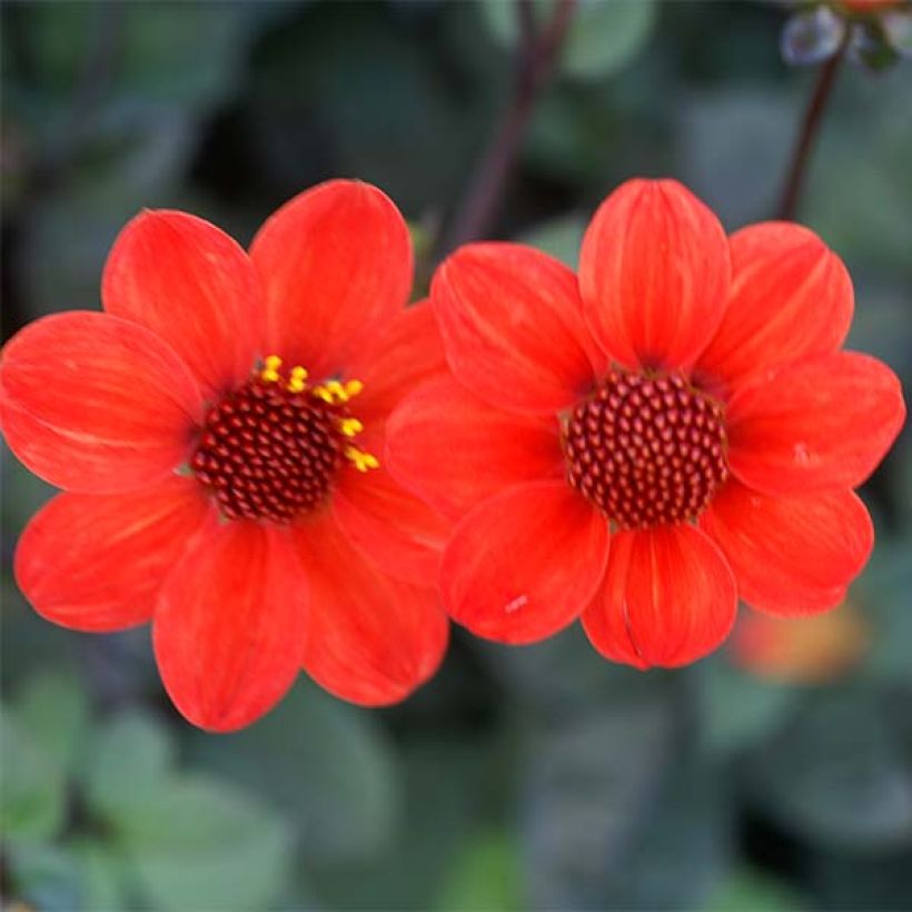 Dahlia nain Scura (Floraison)