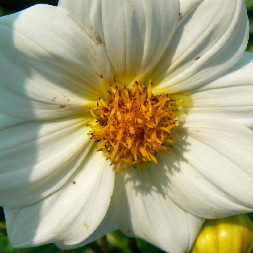 Dahlia nain Sneezy (Floraison)