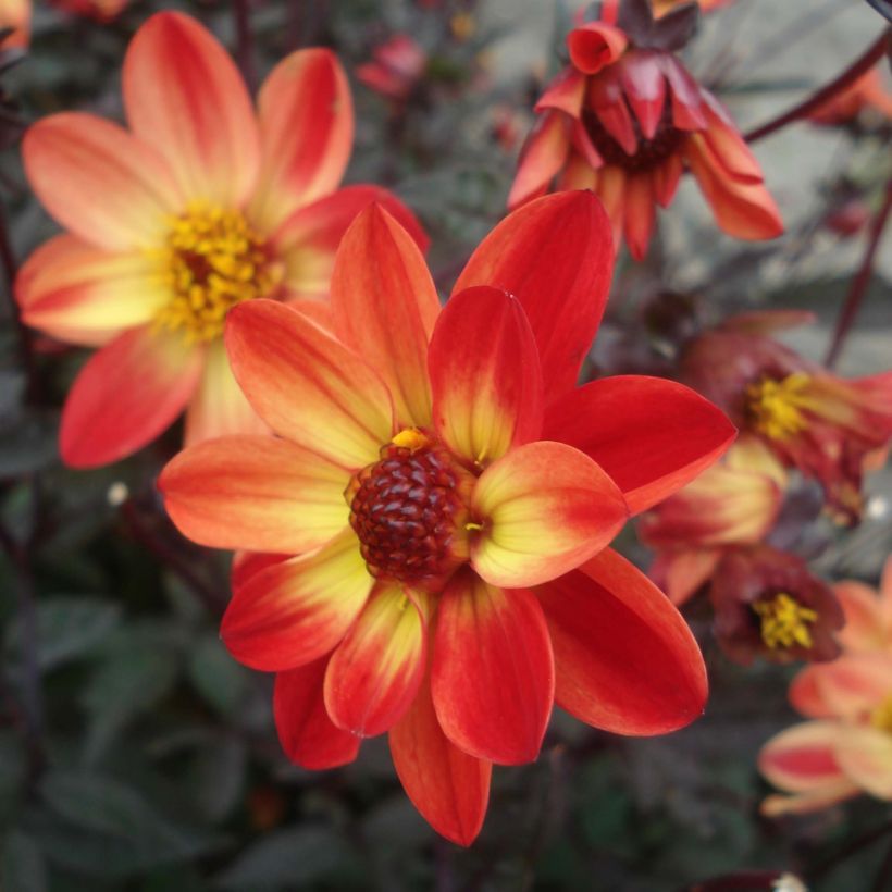 Dahlia nain Star Wars (Floraison)