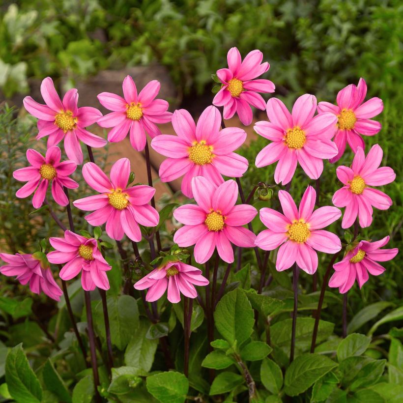 Dahlia nain Topmix Pink (Floraison)