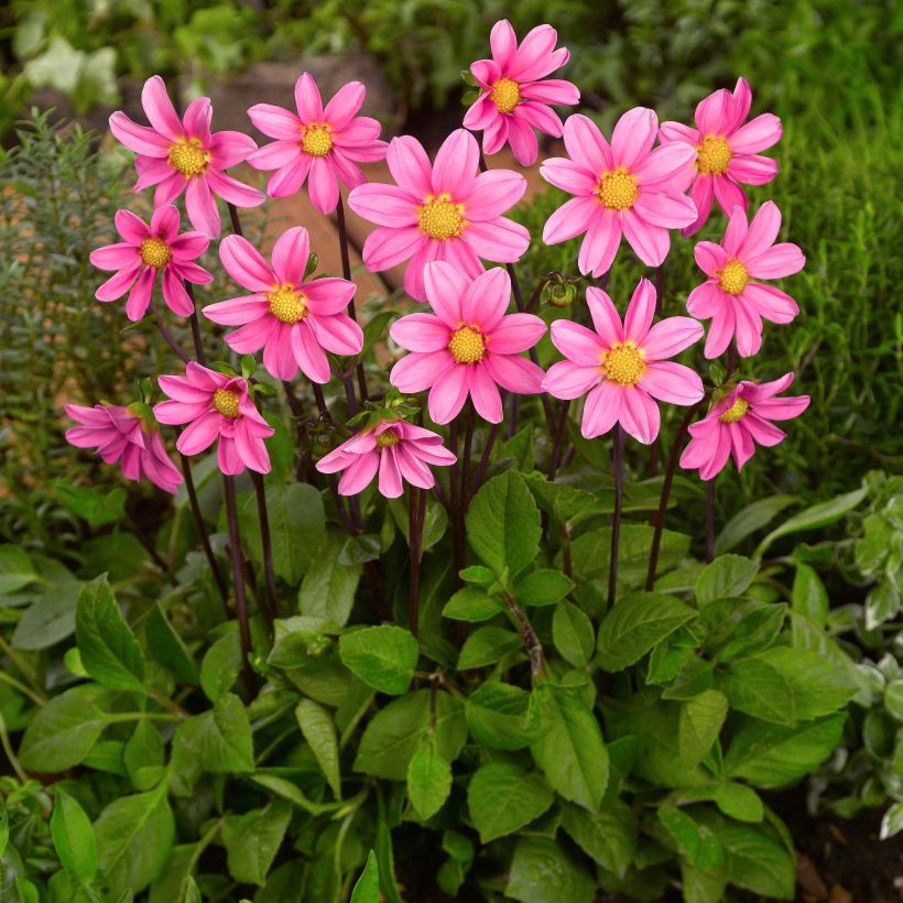 Dahlia nain Topmix Pink (Port)