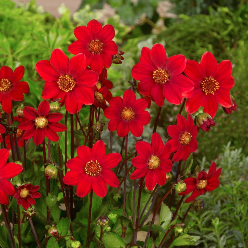 Dahlia nain Topmix Red (Floraison)