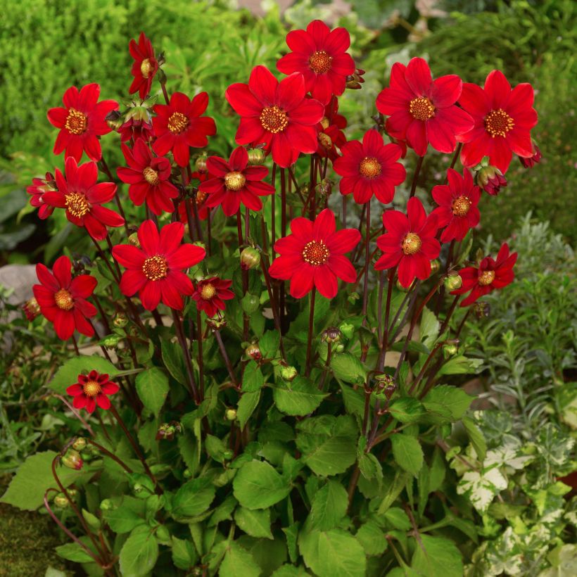 Dahlia nain Topmix Red (Port)