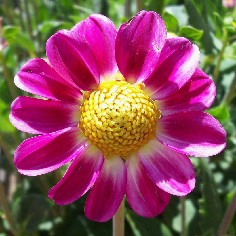 Dahlia nain Topmix Sweetheart (Floraison)