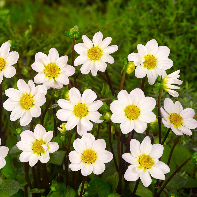 Dahlia nain Topmix White (Floraison)