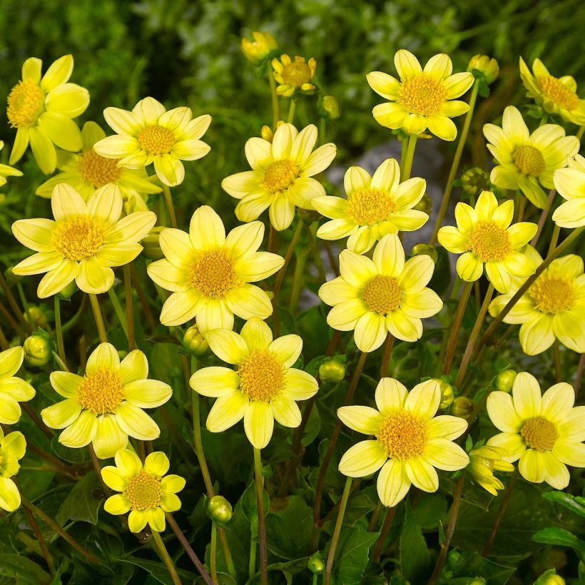 Dahlia nain Topmix Yellow (Floraison)