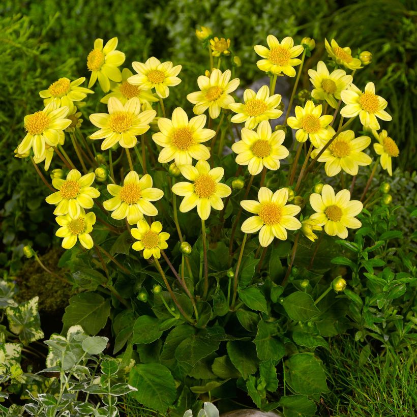 Dahlia nain Topmix Yellow (Port)