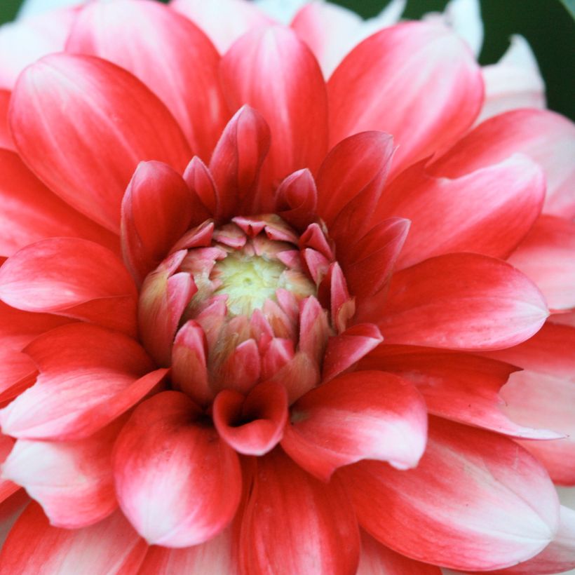 Dahlia nain double Little Tiger (Floraison)