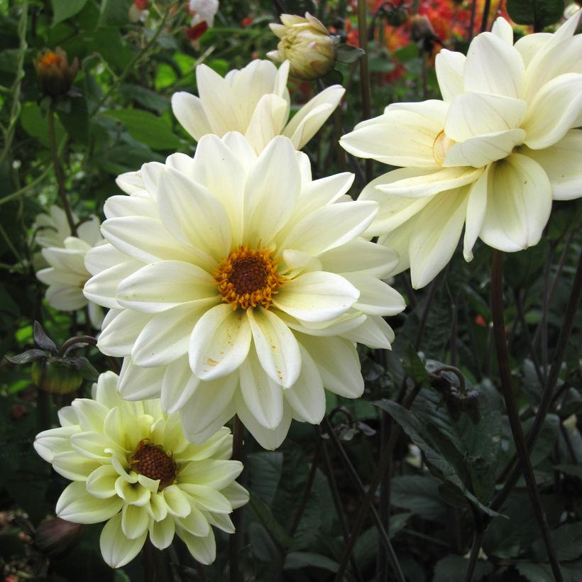 Dahlia paysage Classic Swanlake (Floraison)