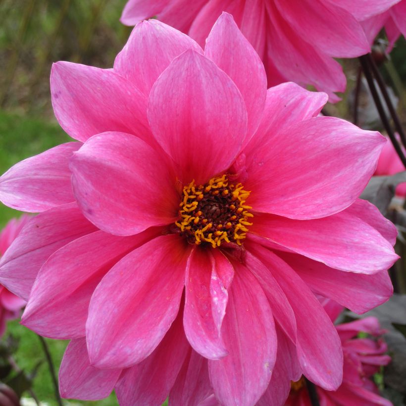 Dahlia paysage Fascination (Floraison)