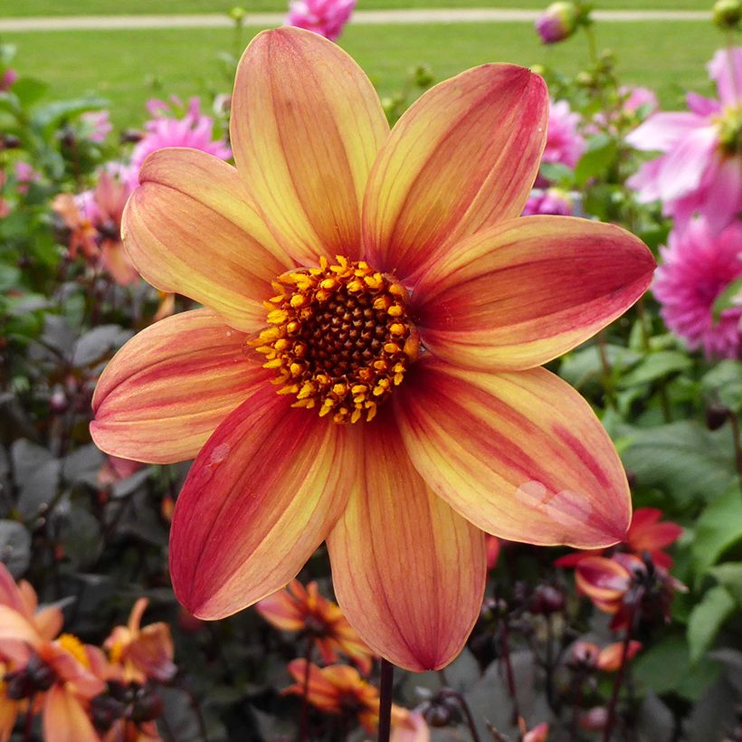 Dahlia paysage Schippers Bronze (Floraison)