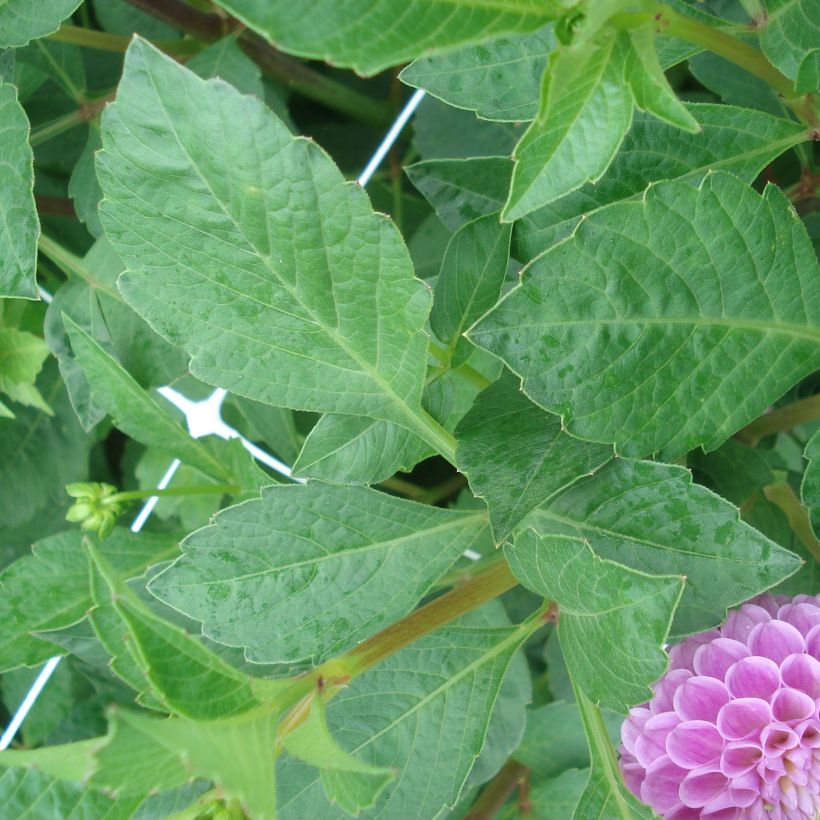 Dahlia pompon Franz Kafka (Feuillage)