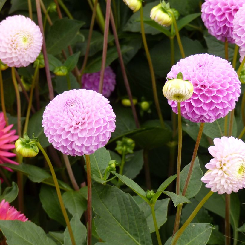 Dahlia pompon Franz Kafka (Floraison)