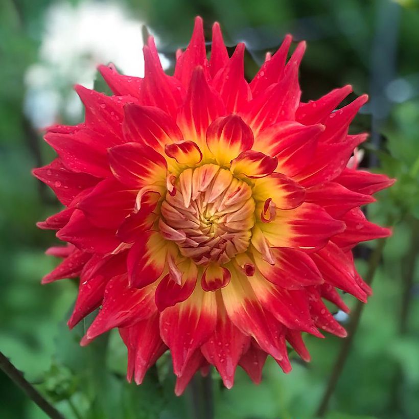 Dahlia semi cactus Fired Up (Floraison)