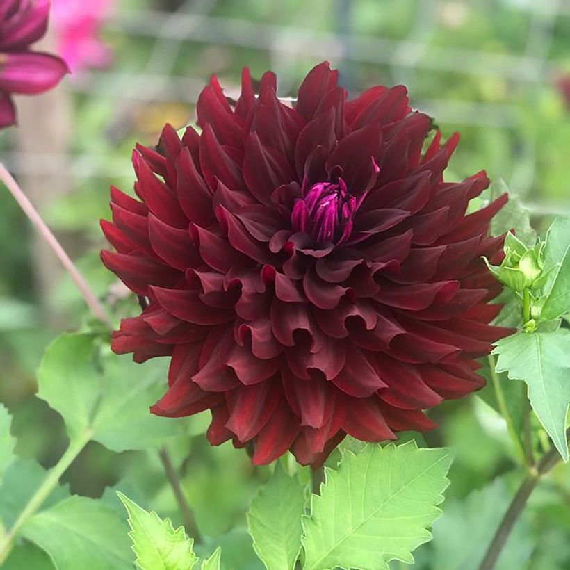 Dahlia semi cactus Hollyhill Black Beauty (Floraison)