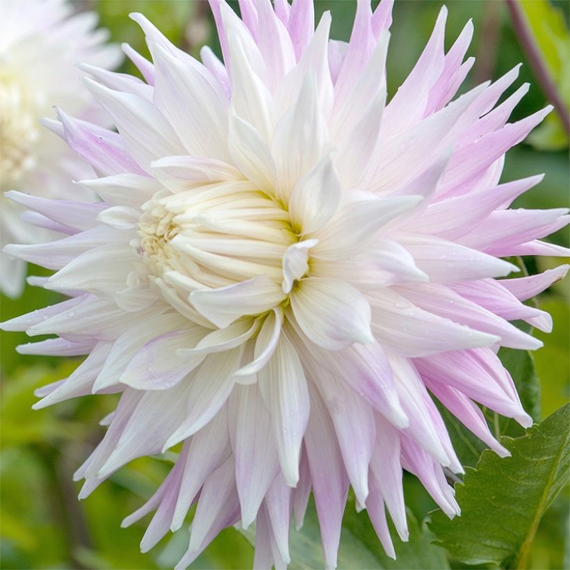 Dahlia semi cactus Kiev (Floraison)