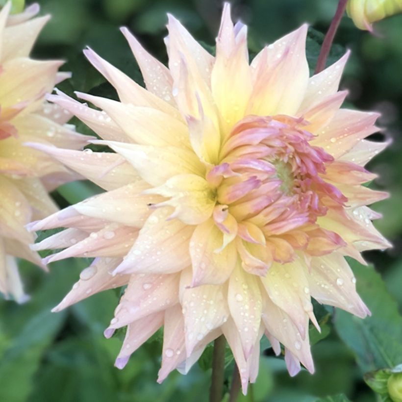 Dahlia semi cactus Penhill Autumn Shade (Floraison)