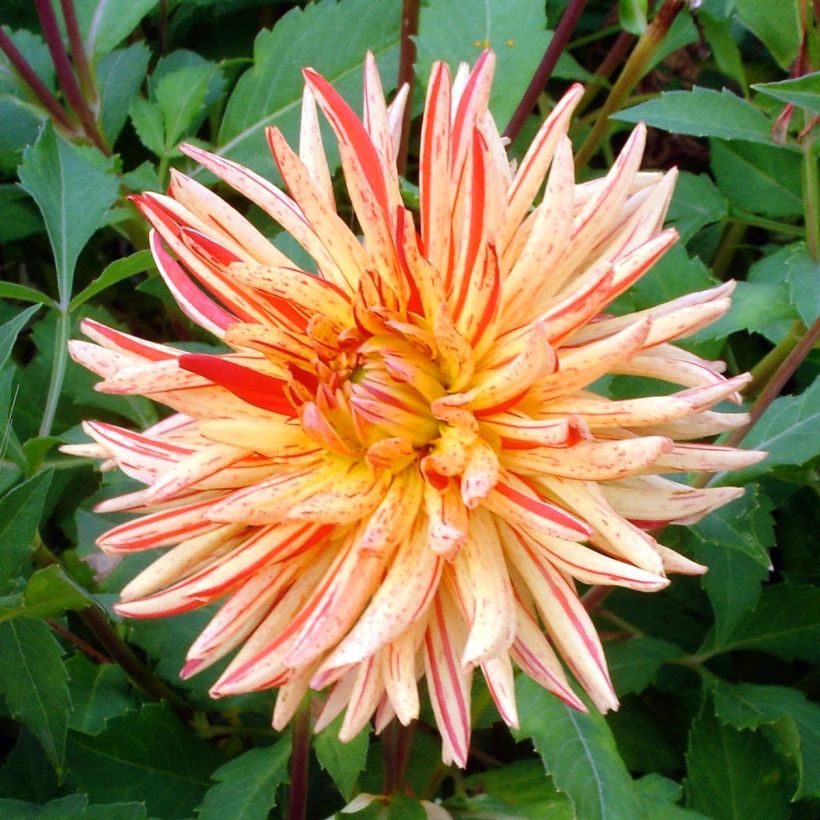 Dahlia semi-cactus Saint Saens (Floraison)