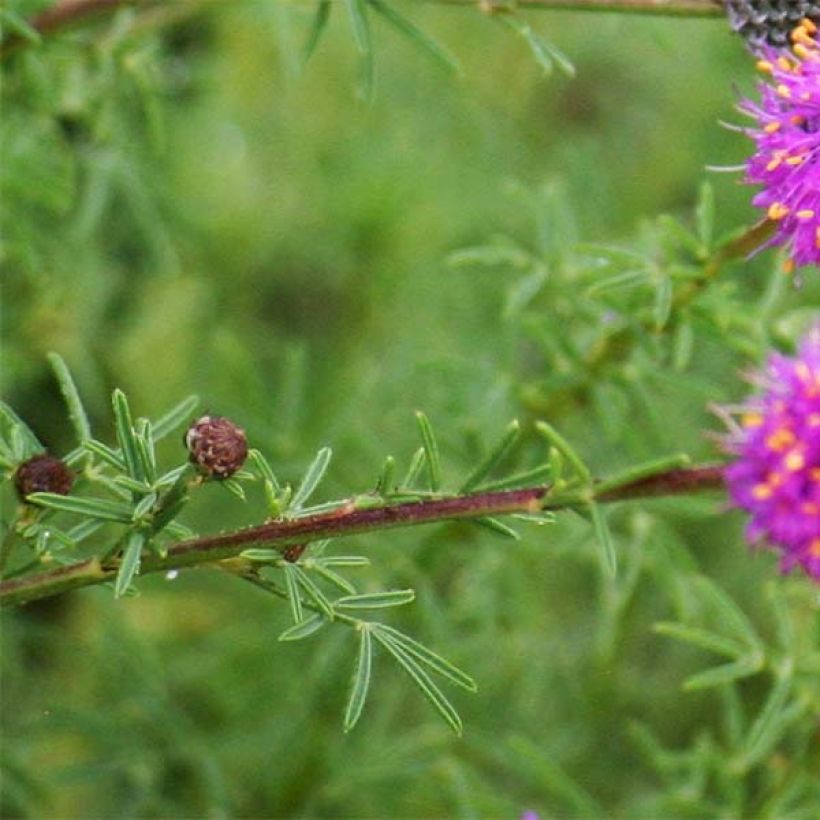 Dalea purpurea Stephanie (Feuillage)