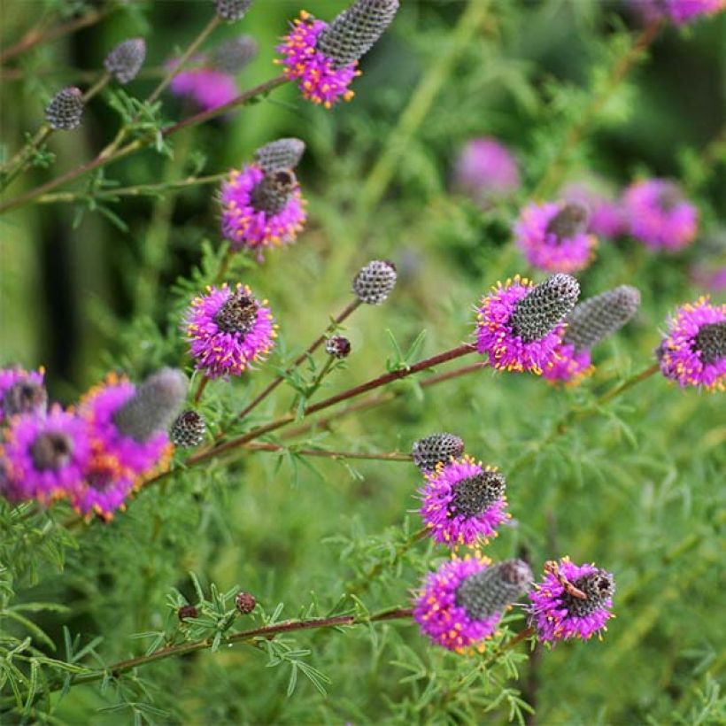 Dalea purpurea Stephanie (Floraison)