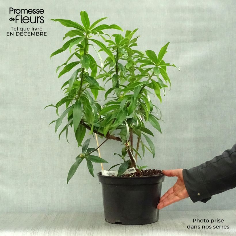 Spécimen de Daphne Perfume Princess - Daphné parfumé en pot de 7,5l/10l tel que livré en hiver