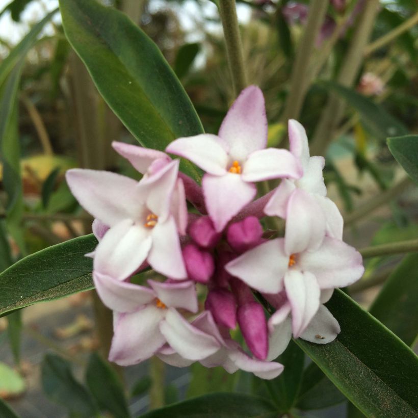 Daphne Spring Beauty (Floraison)