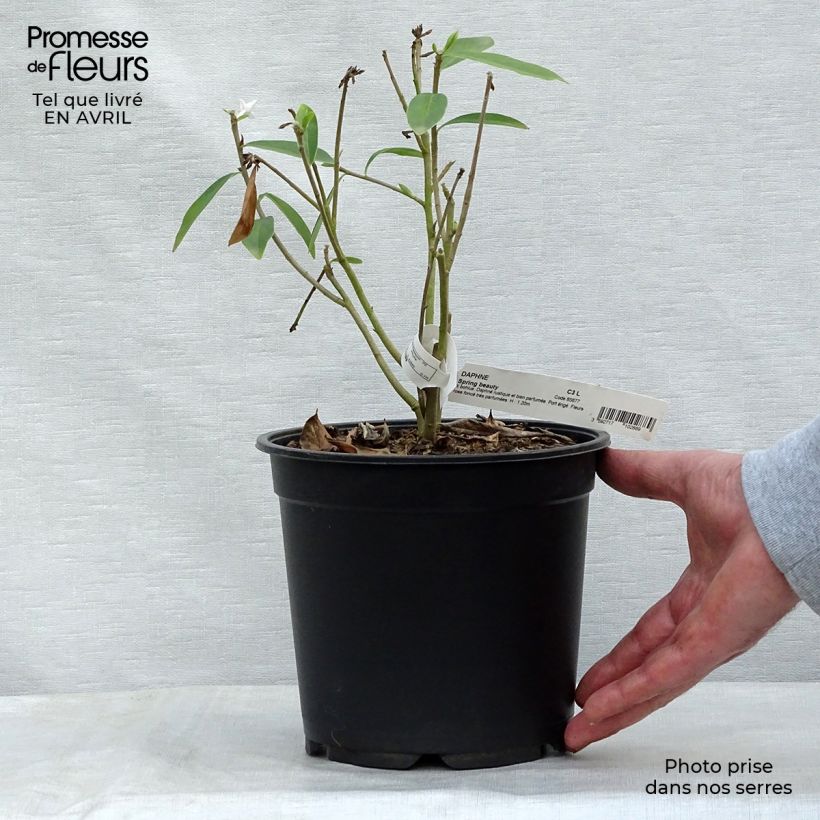 Spécimen de Daphne Spring Beauty Pot de 4L/5L tel que livré au printemps