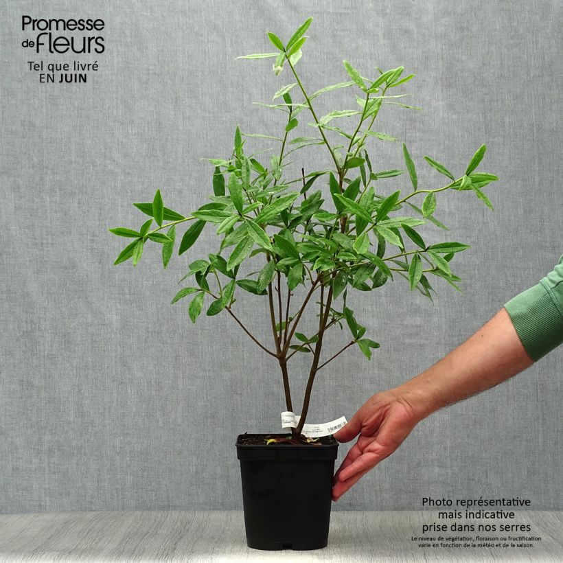 Spécimen de Daphne Spring Beauty Pot de 4L/5L tel que livré en été