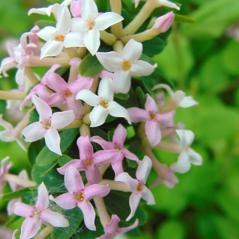 Daphne burkwoodii Somerset - Bois joli (Floraison)