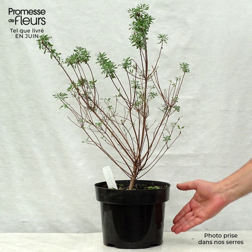 Spécimen de Daphne burkwoodii Somerset - Bois joli Pot de 4L/5L tel que livré en été
