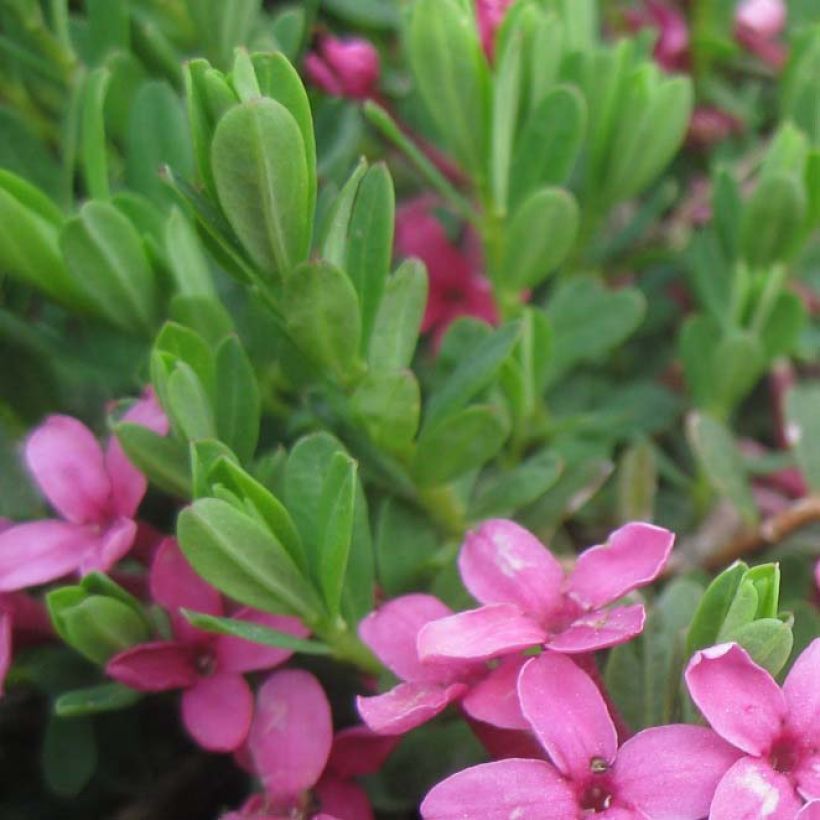 Daphne cneorum (Feuillage)