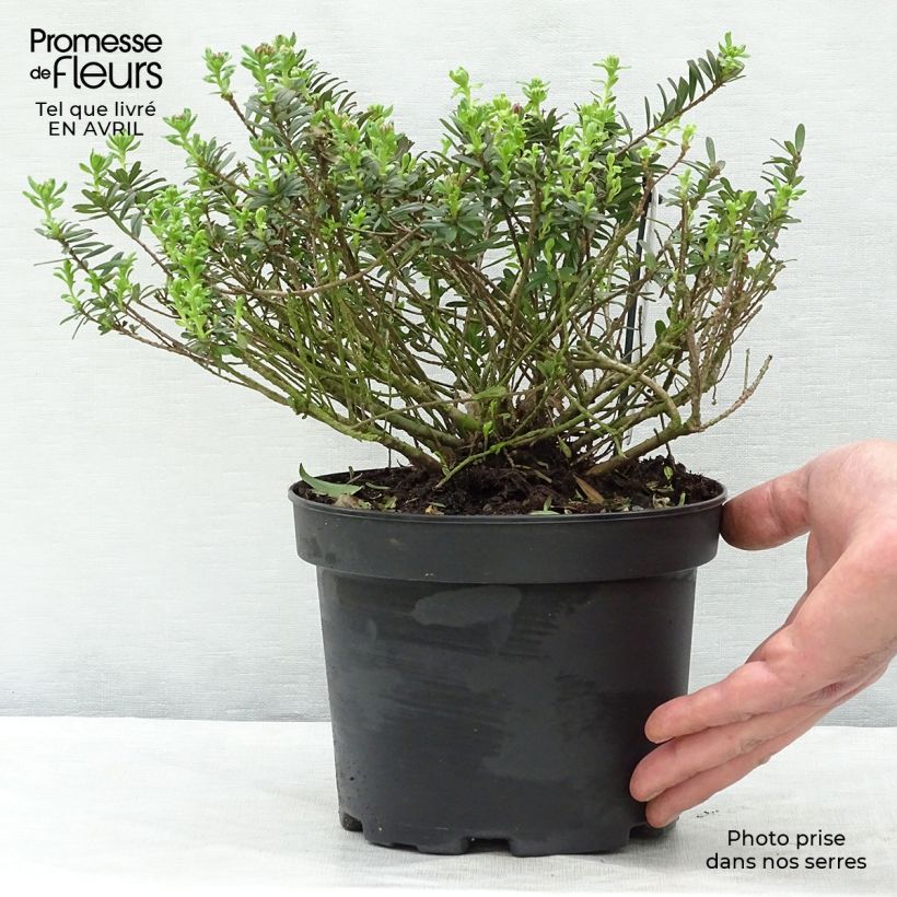 Spécimen de Daphne cneorum Pot de 2L/3L tel que livré au printemps