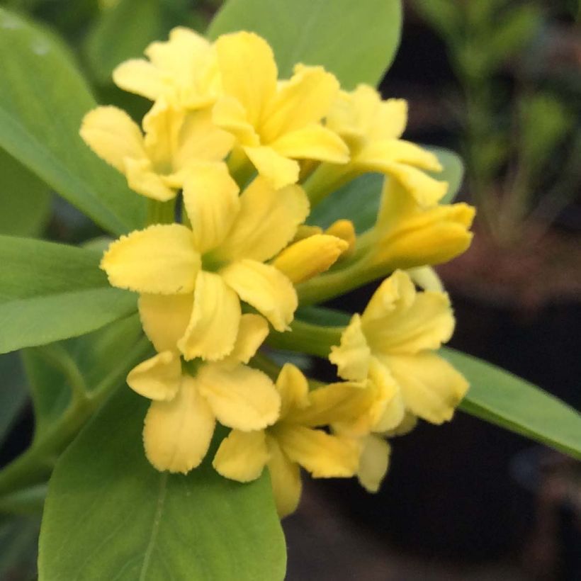 Daphne gemmata Royal Crown (Floraison)