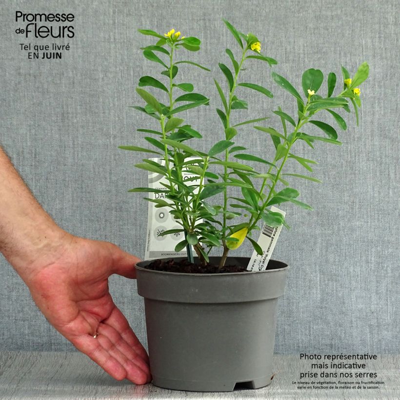 Spécimen de Daphne gemmata Royal Crown Pot de 2L/3L tel que livré en été