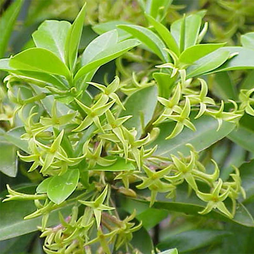 Daphne laureola Philippi - Daphné de Philippe. (Floraison)