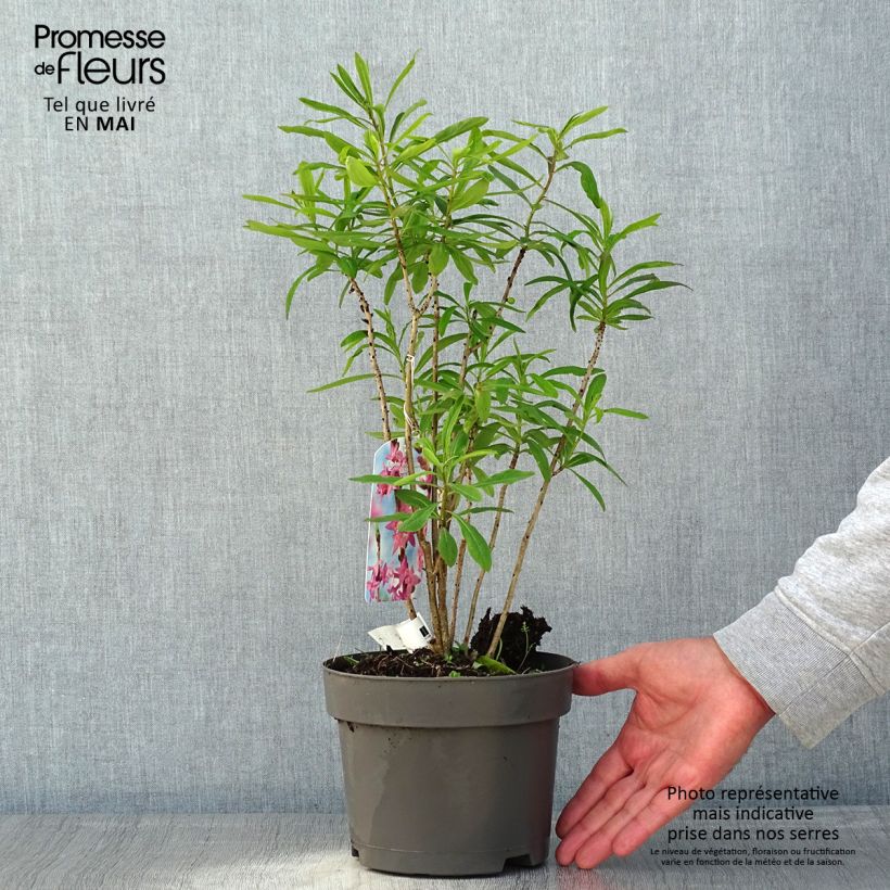 Spécimen de Daphne mezereum var. rubra Pot de 3L/4L tel que livré au printemps