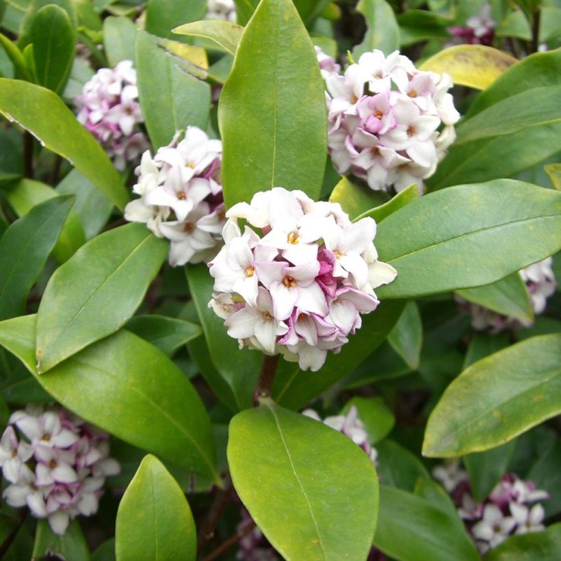 Daphne odora - Bois-joli odorant (Feuillage)