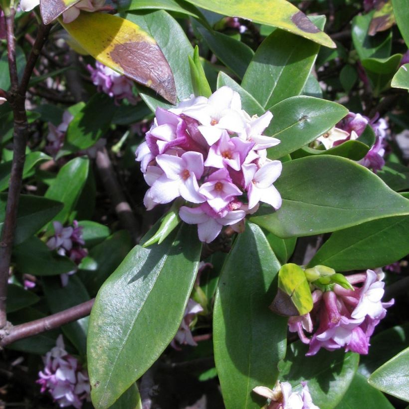 Daphne odora - Bois-joli odorant (Floraison)