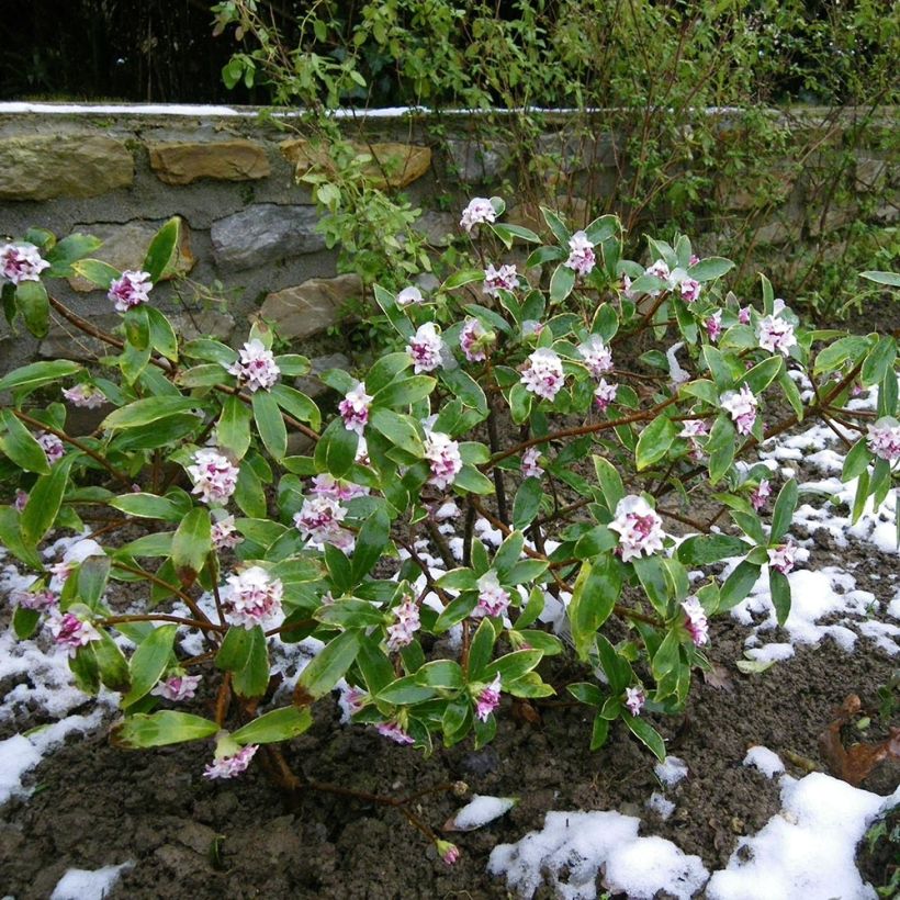 Daphne odora - Bois-joli odorant (Port)