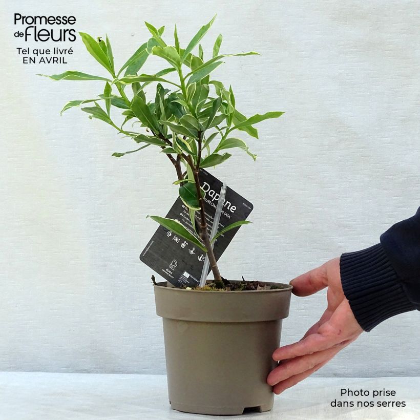 Spécimen de Daphne odora Aureomarginata - Pot de 2L/3L tel que livré au printemps