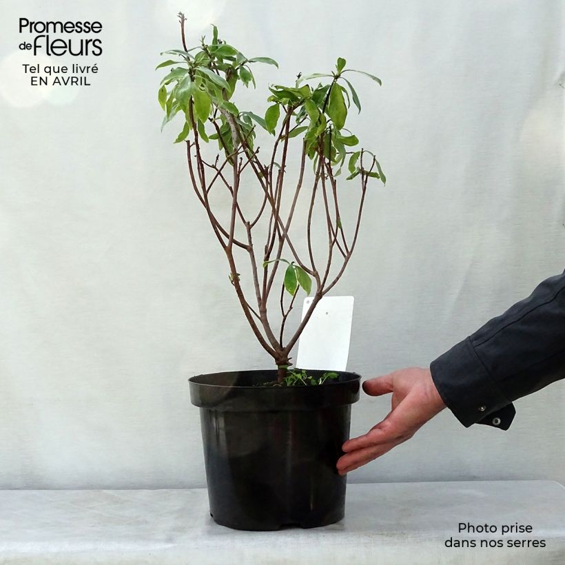 Spécimen de Daphne odora Aureomarginata - pot de 7,5L/10L tel que livré au printemps