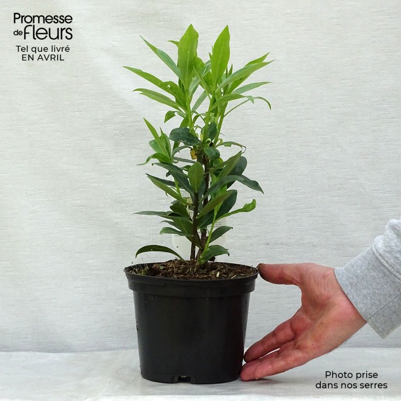 Spécimen de Daphne odora - Bois-joli odorant Pot de 1.5L/2L tel que livré au printemps