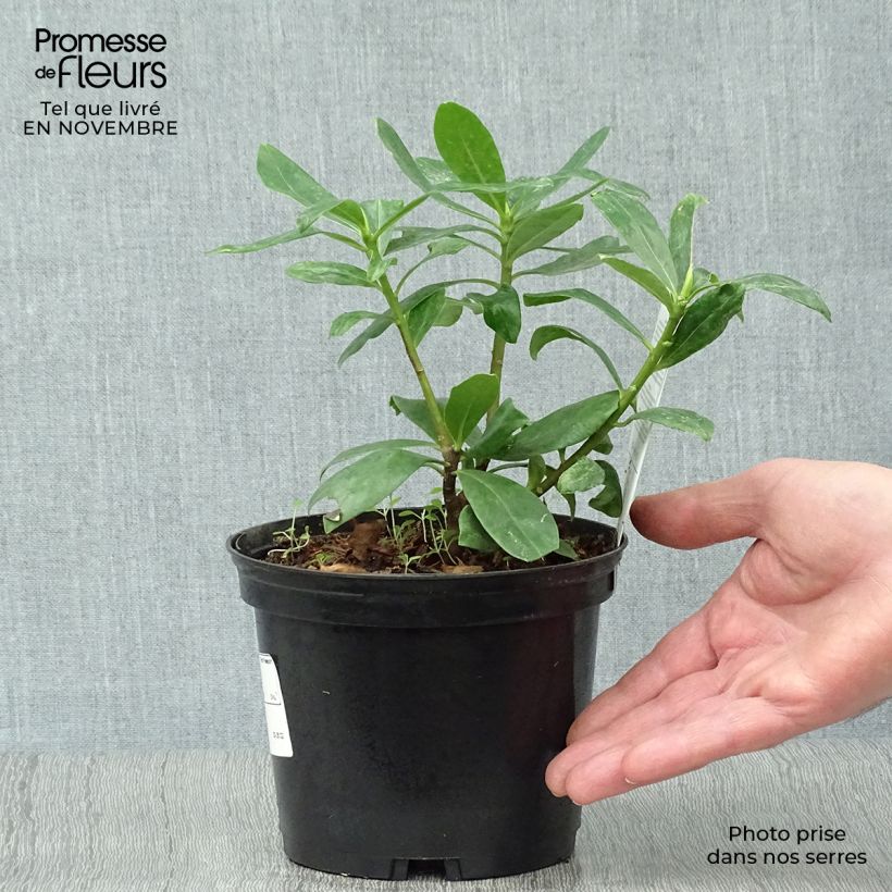 Spécimen de Daphne odora - Bois-joli odorant Pot de 1,5L/2L tel que livré en automne