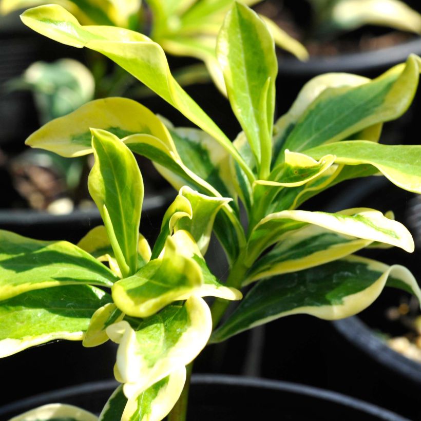 Daphne odora Maejima - Daphné parfumé panaché. (Feuillage)