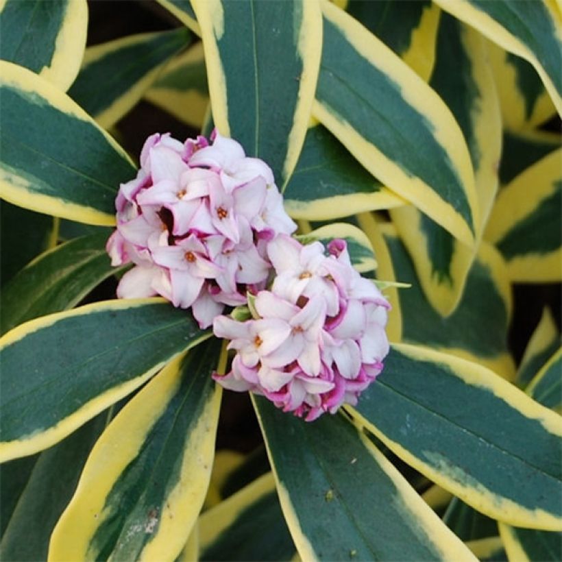 Daphne odora Marianni (Rogbret) (Floraison)